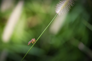 Beautiful insects on a leaf close-up