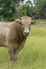 Naklejka na ściany i meble Close up a cow in the grassland.