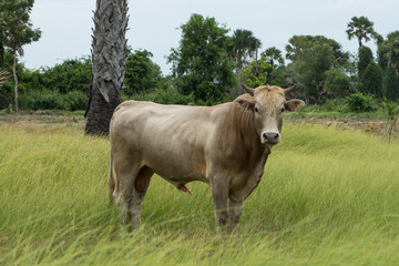 Close up a cow in the grassland.