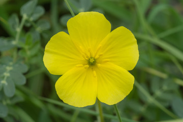 Fototapeta premium Tribulus terrestris plant with flower and leaf.