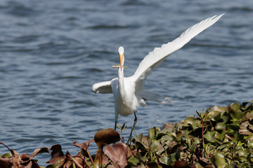 Garça se alimentando no Lago Paranoá - Brasília - DF