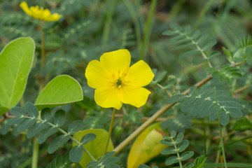 Tribulus terrestris plant with flower and leaf.