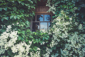 Fototapeta na wymiar Window in the foliage