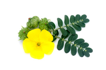 Tribulus terrestris plant with flower and leaf.