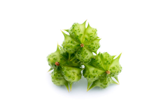Seeds of Tribulus terrestris plant.
