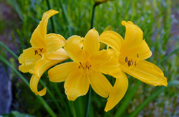 Obraz premium желтый цветок лилейник.