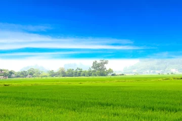 Fotobehang Green paddy and sky © dinhngochung