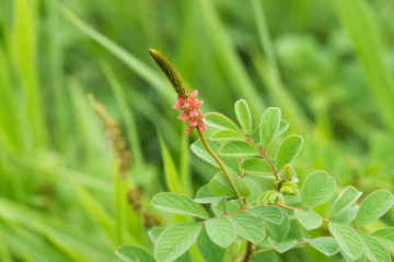 Anil, Guatemalan indigo plant.