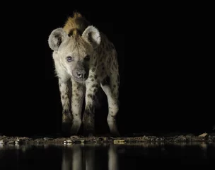 Foto op Plexiglas GESPOTTE HYAENA (Crocuta crocuta). Grootste van de hyena& 39 s bij een waterput & 39 s nachts, Kwazulu Natal. © wolfavni