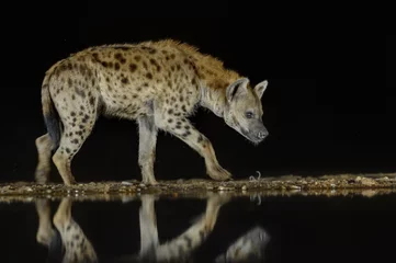  SPOTTED HYAENA (Crocuta crocuta). Largest of the hyaenas at a waterhole at night, Kwazulu Natal.  © wolfavni