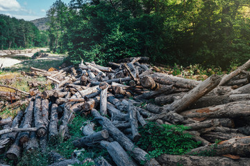 Broken Fallen Old Trees Lie In Summer Forest On River Background, Ecology Deforestation  Concept
