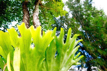 Fresh green fern on tree close up