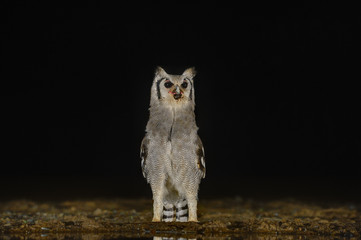 GIANT EAGLE OWL, hunting at night, kwazulu natal