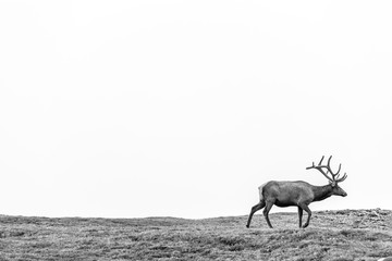 Fototapeta premium Elk In Rocky Mountain National Park 