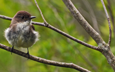 young bird on perch