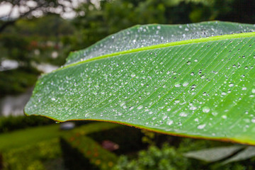 raining on banana leaf