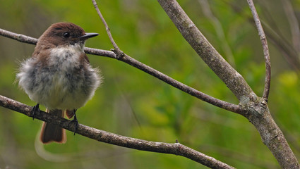 young bird on perch