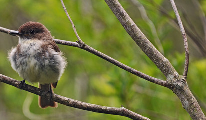 Young Bird on Perch