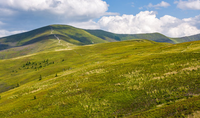 grassy hillside on mountain in summer