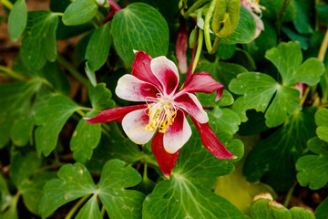 Red and white Columbine blossom in the Phoenix Botanical Garden. 