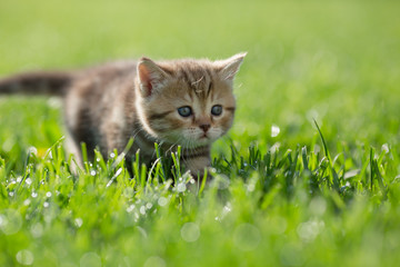 Little kitten steal in green grass - obrazy, fototapety, plakaty