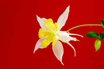 Beautiful daisy flowers isolated on black background