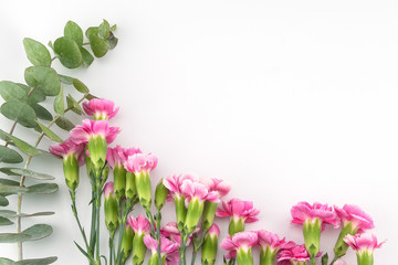 Baby eucalyptus leaves and pink carnation flowers on white background with copy space