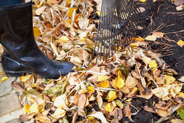 Cleaning of autumn leaves. Rake collected fallen yellow leaves