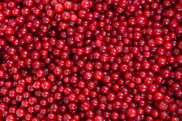 red currant