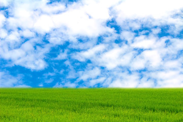 Obraz na płótnie Canvas Green paddy and sky