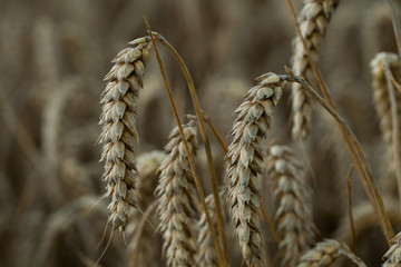 Wheat