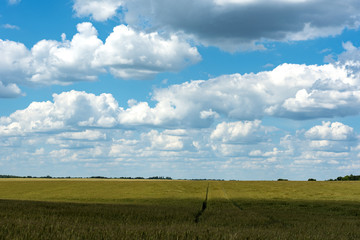 Scenic View of Barley Fields in countryside of Ukraine