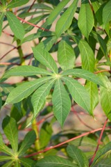 Cassava leaves in nature garden