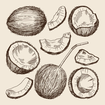 Hand drawing illustrations of different sides of coconut. Vector pictures isolate