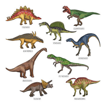 Colored illustrations of different dinosaurs types. Tyrannosaurus, rex and stegosaurus