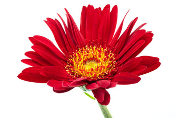 a red flower