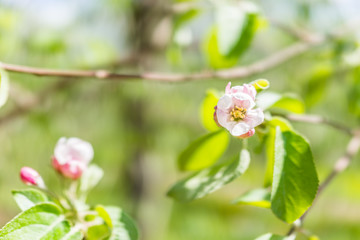 Obraz premium Macro closeup of white and pink apple blossoms growing on tree