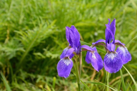 アヤメ　Siberian iris or Iris sanguinea