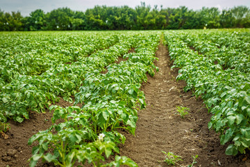 Fototapeta na wymiar potato field rows with green bushes