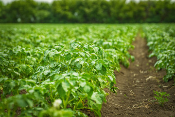 potato field rows with green bushes