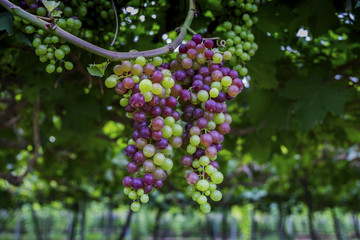 Grapes in the vineyard