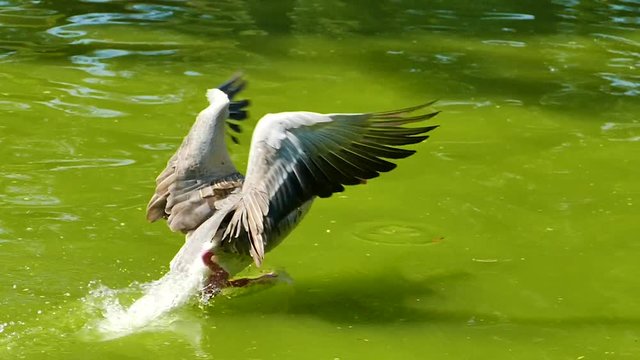 Ducks take off