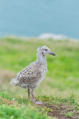 Baby gull, seagull newborn on the cliff
