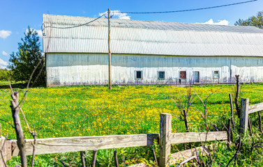 Large white barn building in summer landscape with yellow dandelion flowers in field meadow