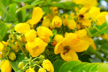 Obraz na płótnie Canvas Beautiful yellow flowers