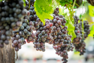 Purple grapes in Northern grape farm in Northern Thailand for fresh eating and Winery