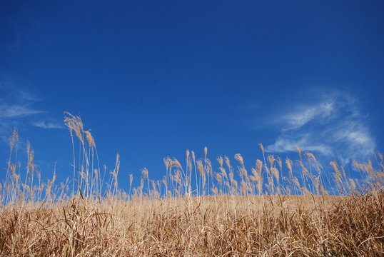 the silver grass