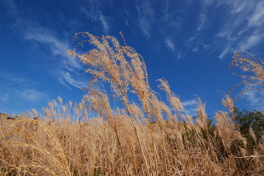 the silver pampas grass