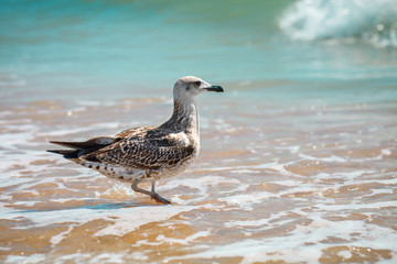 Seagull on a sandy sea shore .