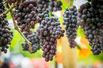 Purple grapes in Northern grape farm in Northern Thailand for fresh eating and Winery